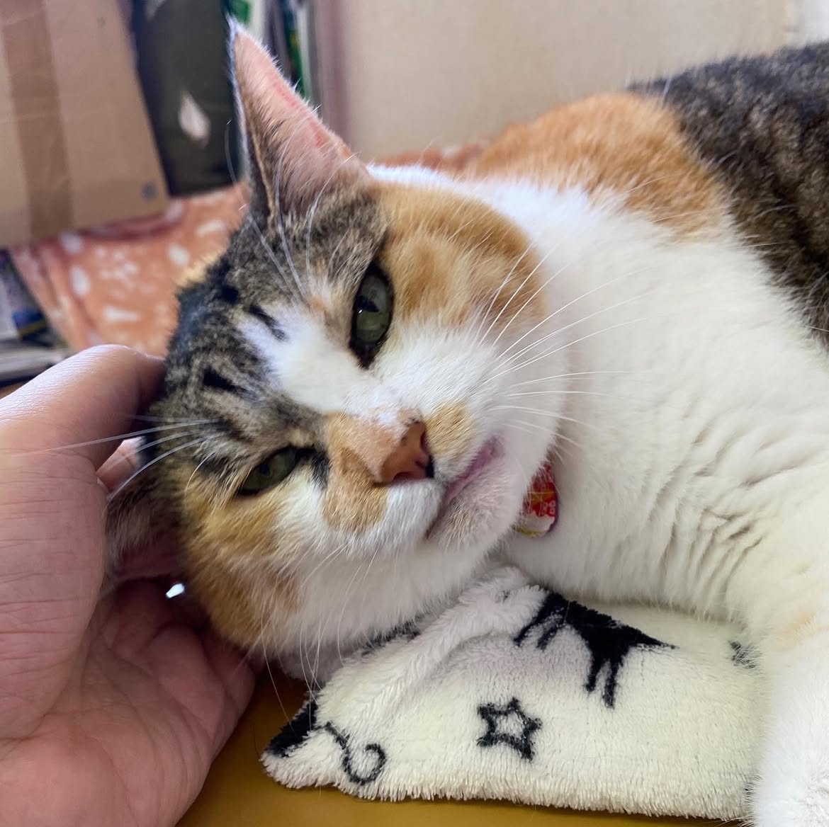 浅草の猫カフェ、浅草ねこ園のりんちゃん